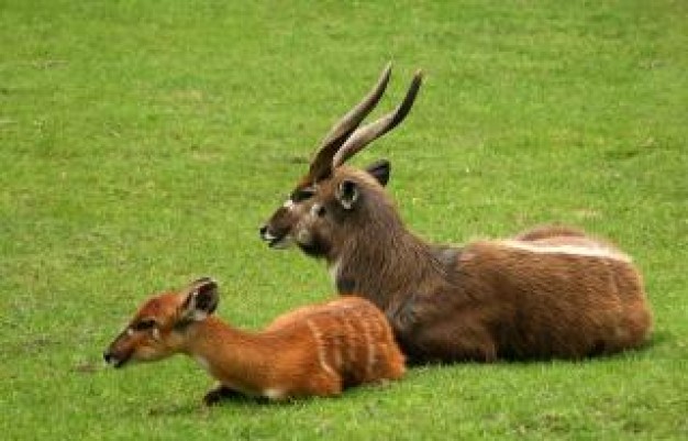 Naples Zoo antelope Species Survival Plan baby about Caribbean Gardens Wildlife